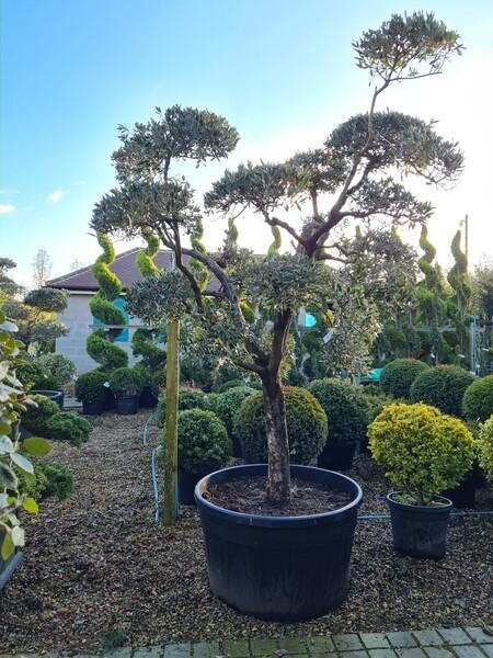 Olea Europaea Pom Pom Olive Tree Buy UK