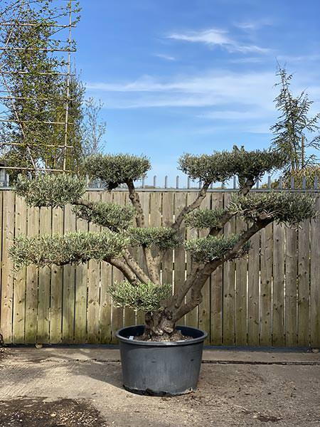 Olea Europaea Pom Pom Olive Tree