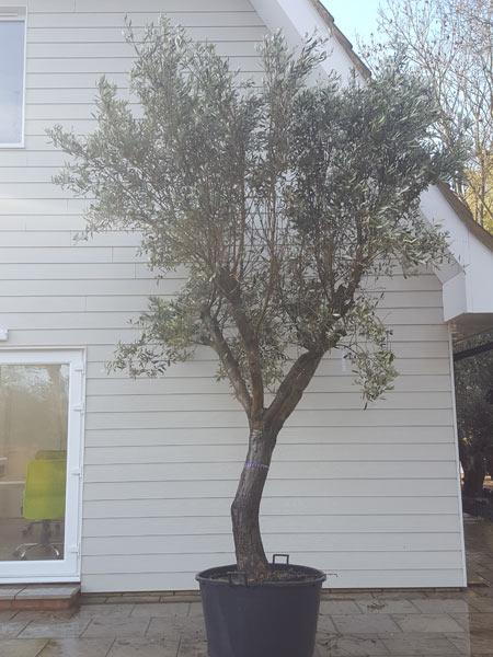 Magnificent Olive Tree for sale online, mature specimen with an excellent shaped crown, UK delivery.