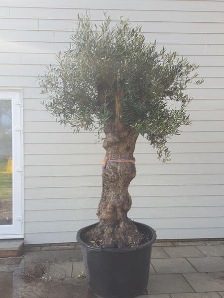 Mature, old Olive tree specimen, gnarled trunk and lovely bushy crown, buy this exact tree online with UK delivery.