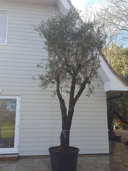 Tall, mature specimen Olive tree, Olea Europea trees for sale online with UK delivery - buy the tree you see.