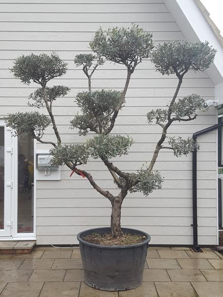 Unique cloud tree olive tree, a beautifully trained shape for sale online with UK delivery.