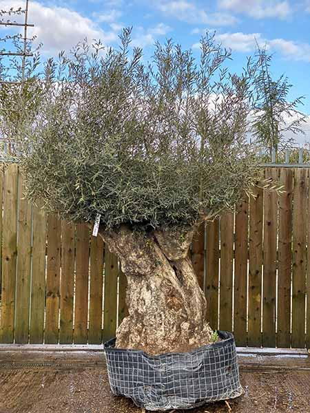 Mature Olive tree with gnarled trunk for sale online UK