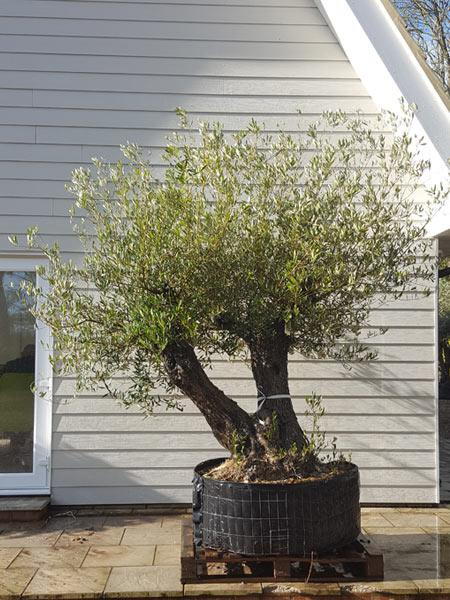 Twin stemmed unique Olive Tree, Olea Europea for sale online with UK nationwide delivery.