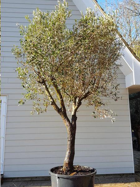 Mature Olive tree, good size trunk, multiple branches and good shaped canopy - buy this exact tree online for UK delivery.