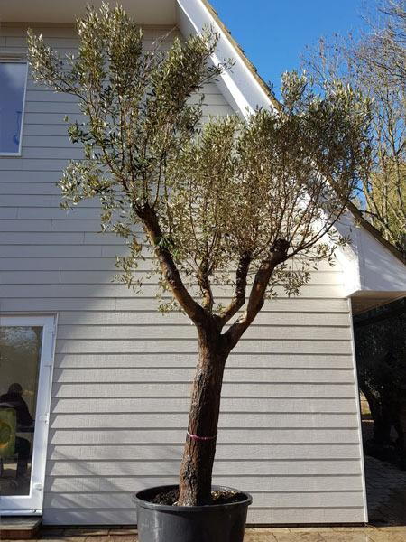 Olive tree with mature sturdy single trunk, dividing into gnarled large branches which forms a lovely canopy of leaves, buy UK.