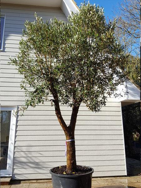 Unique Olive tree with beautifully shaped crown and split stem, mature tree of excellent quality, this is the exact tree you