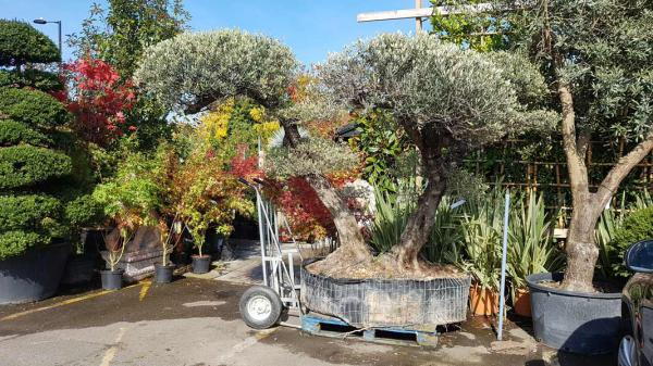 Pom pom Olive Topiary Tree - a magnificent one off specimen tree, carefully trained foliage clouds at the end of very gnarled trunks, a unique tree buy UK