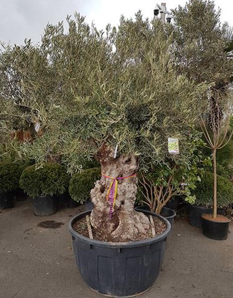 Very mature Olive Tree with an exceptionally gnarled and ancient trunk, you are buying the exact tree in this image, delivery UK