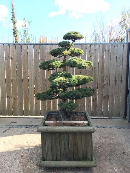 Pinus Pentaphylla Bonsai Cloud Tree, expertly shaped and easy to maintain, this exact tree for sale online with UK delivery.