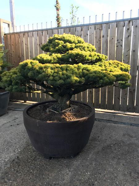 Pinus Pentaphylla Bonsai cloud tree, a truly stunning specimen tree, for sale online with UK delivery