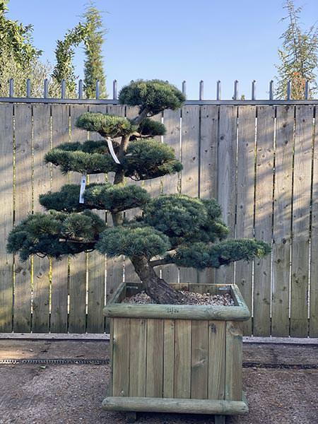 Pinus Pentaphylla Cloud Tree