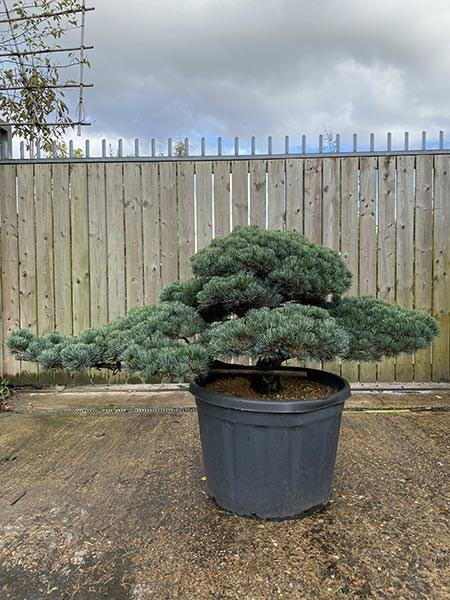 Pinus Pentaphylla Cloud Tree 