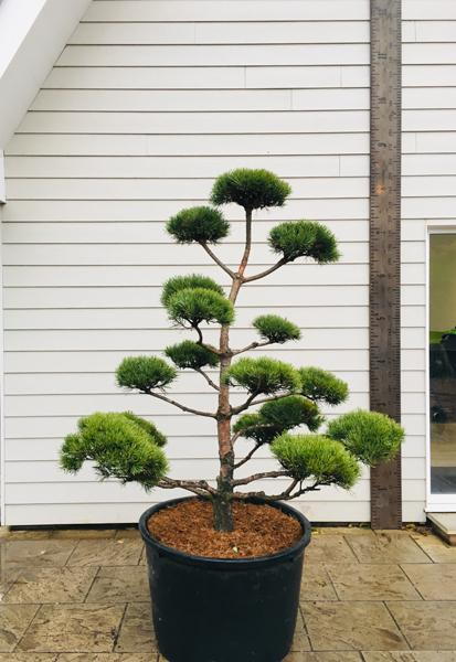 Pinus Sylvestris Norske Type Cloud Tree Bonsai Shaped trees for sale UK