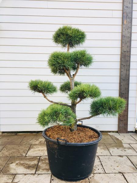 Pinus Sylvestris Norske Type Cloud Tree Bonsai Buy UK