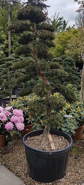 Podocarpus cloud tree, also known as Buddhist pine trees, you buy the exact tree you see in the image - UK delivery.