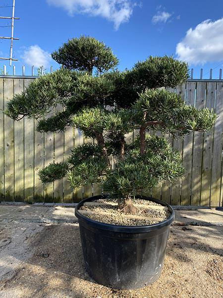 Podocarpus Cloud Tree