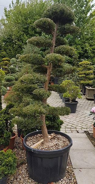 Podocarpus Macrophylla or Buddhist Pine tree, shaped as a unique cloud tree, for sale online with UK delivery.
