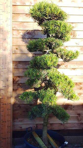 Specimen Podocarpus Macrophyllus Pine cloud trees for sale online. UK delivery.