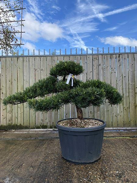 Podocarpus Macrophyllus Cloud Tree