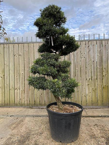 Podocarpus Macrophyllus Cloud Tree