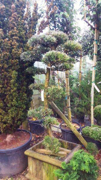 Podocarpus Macrophyllus, Yew Pine Cloud Trees for sale online with UK delivery.