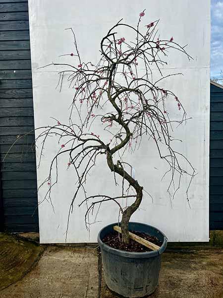 Prunus Mume Unique Tree For Sale UK