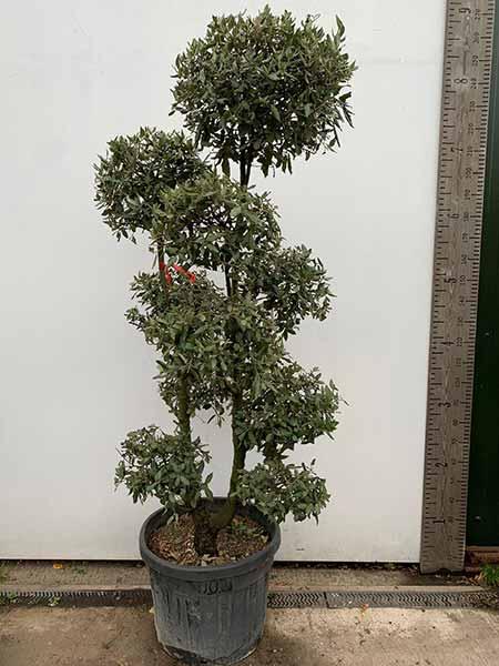 Unique Quercus Ilex Cloud Tree - expertly trained as a Japanese style cloud tree and available for delivery in the UK