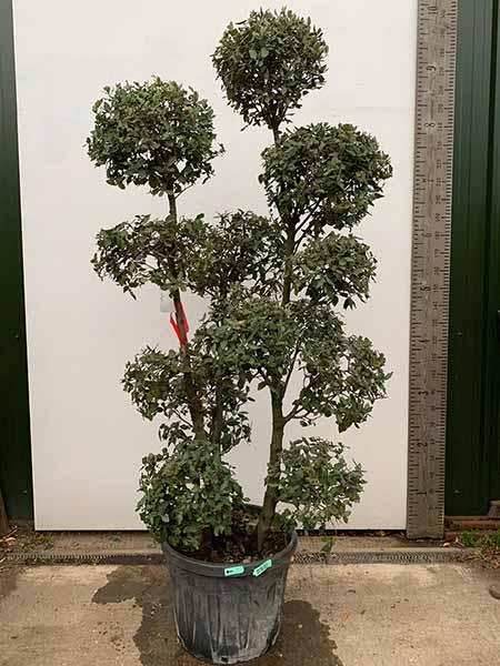 Quercus Ilex Holm Oak Cloud tree - mature expertly trained tree for delivery in UK