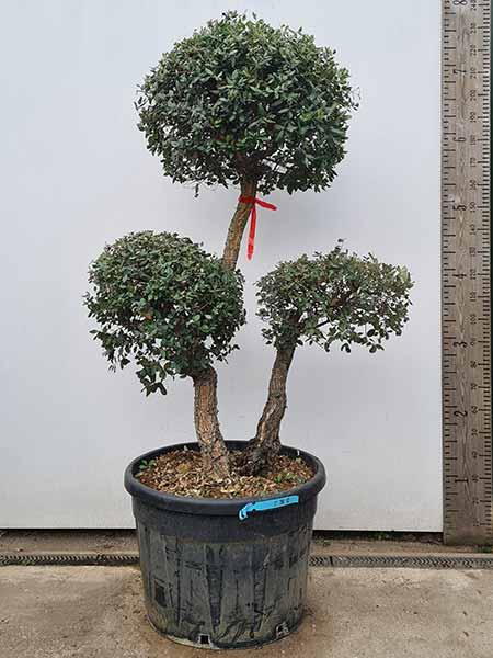Quercus Suber, Unique Cork Oak Cloud Tree - buy online UK delivery