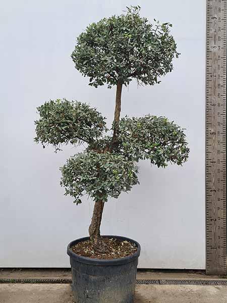 Quercus Suber Cloud Tree, unique cloud tree shape for delivery in the UK
