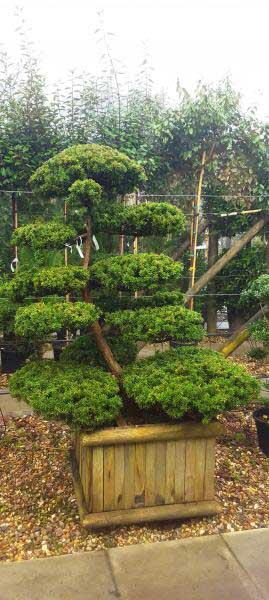 Taxus Cuspidata cloud trees, huge selection of unique trees for sale online with UK delivery