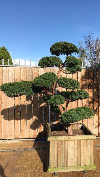 Taxus Cuspidata Cloud tree - very slow growing, mature specimen tree, trained by Japanese topiary experts, buy online UK delivery.