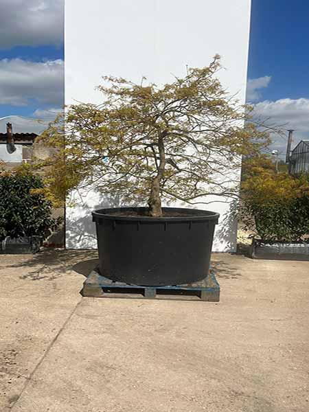 Acer Palmatum Dissectum Viridis Unique Tree For Sale UK
