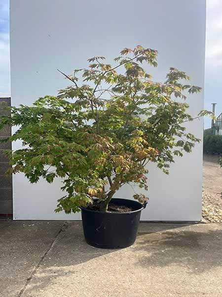 Acer Palmatum Aconitifolium Unique Tree For Sale UK