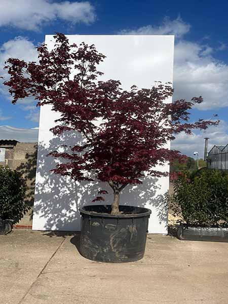 Acer Palmatum Bloodgood Unique Tree For Sale UK