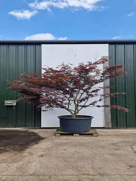 Acer Palmatum Fireglow Unique Tree For Sale UK