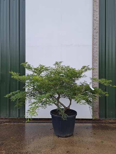 Acer Palmatum Green Globe Unique Tree For Sale UK