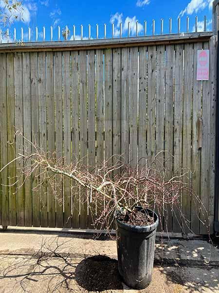 Acer Palmatum Inaba Shidare Unique Tree For Sale UK