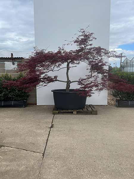 Acer Palmatum Inaba Shidare Unique Tree For Sale UK