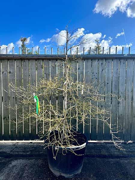 Acer Palmatum Ornatum Unique Tree For Sale UK