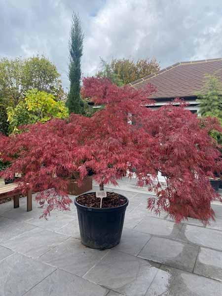Acer Palmatum Tamukeyama Unique Tree For Sale UK