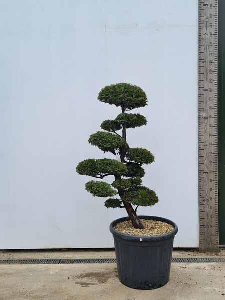 Chamaecyparis Obtusa Cloud Tree Unique Tree For Sale UK