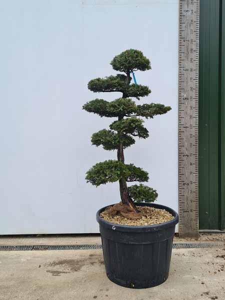 Chamaecyparis Obtusa Cloud Tree Unique Tree For Sale UK