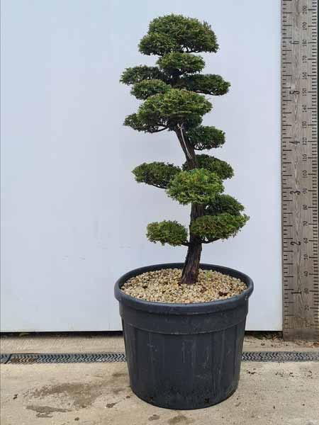 Chamaecyparis Obtusa Cloud Tree Unique Tree For Sale UK