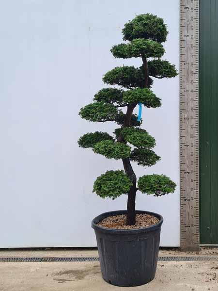 Chamaecyparis Obtusa Cloud Tree Unique Tree For Sale UK