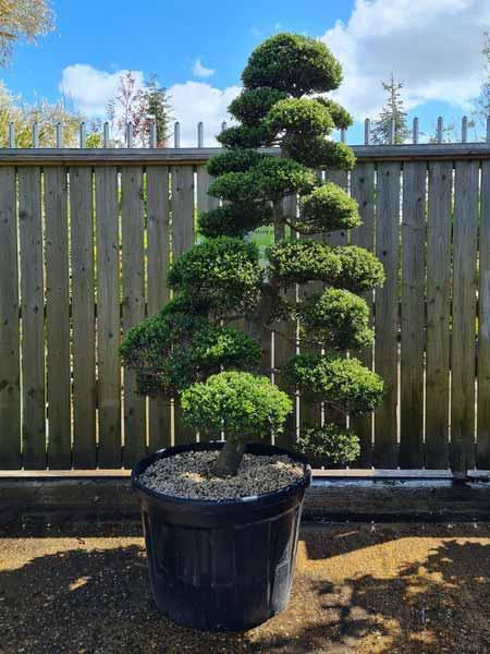 Ilex Crenata Cloud Tree Unique Tree For Sale UK