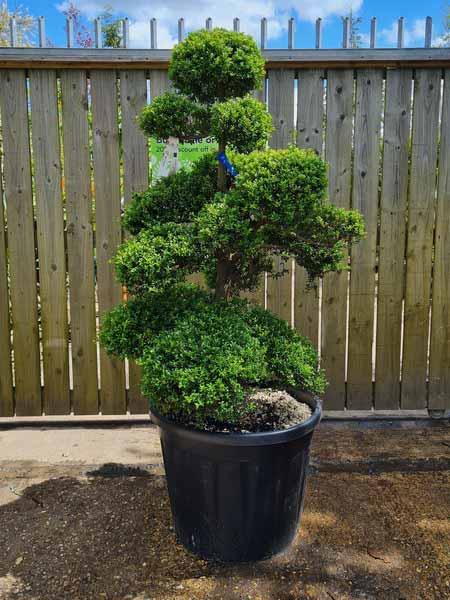 Ilex Crenata Cloud Tree Unique Tree For Sale UK 