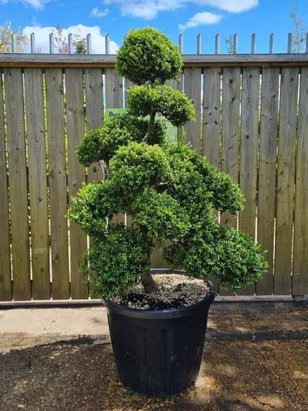 Ilex Crenata Cloud Tree Unique Tree For Sale UK