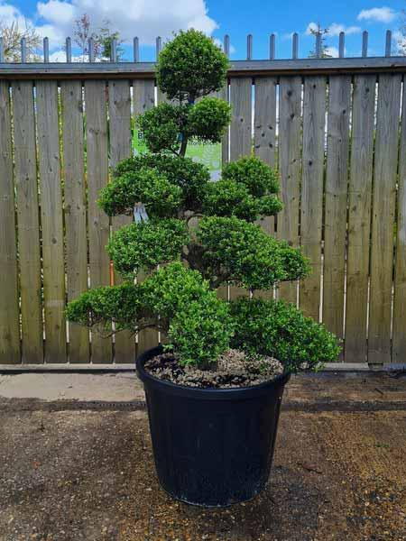 Ilex Crenata Cloud Tree Unique Tree For Sale UK